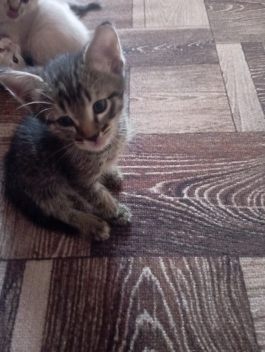 В добрые руки котята