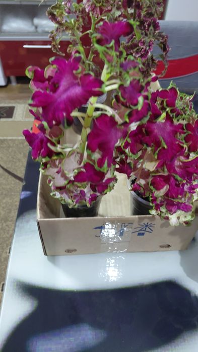 Продам  коллеусы.