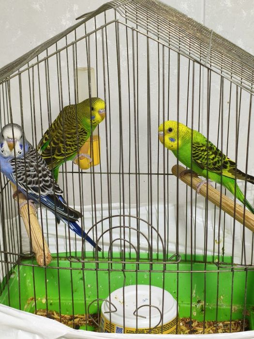 Валныстие папугай