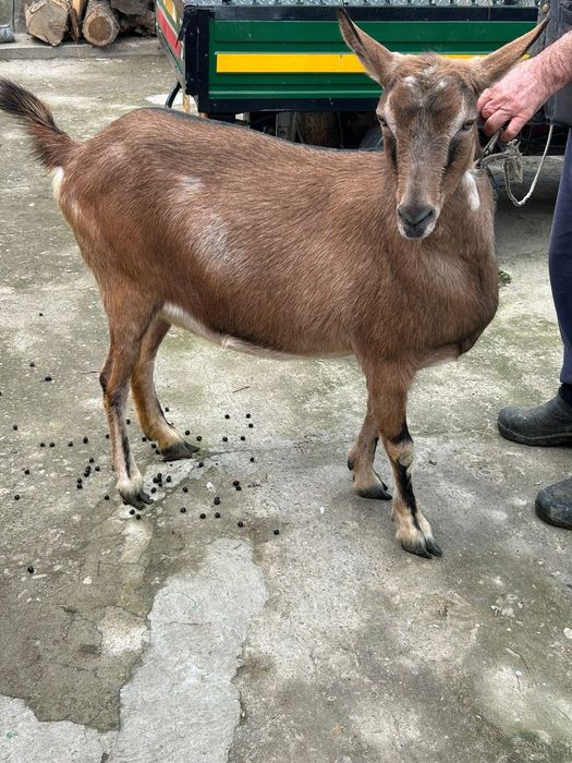 Vând capra alpina franceza