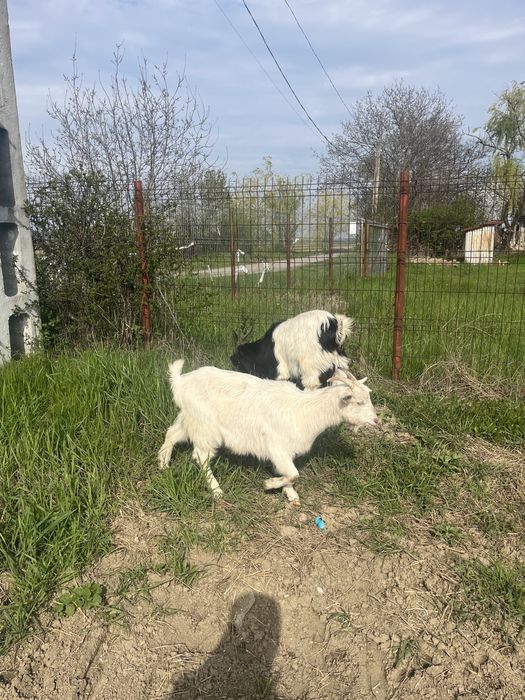 Vînd o caprita fatata si un tap mai multe inf la nr de tel