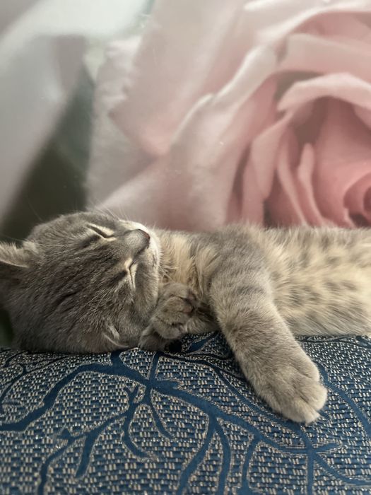 Отдаю в хорошие руки