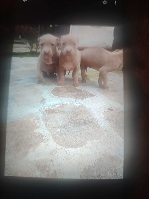 Продавам малки питболи