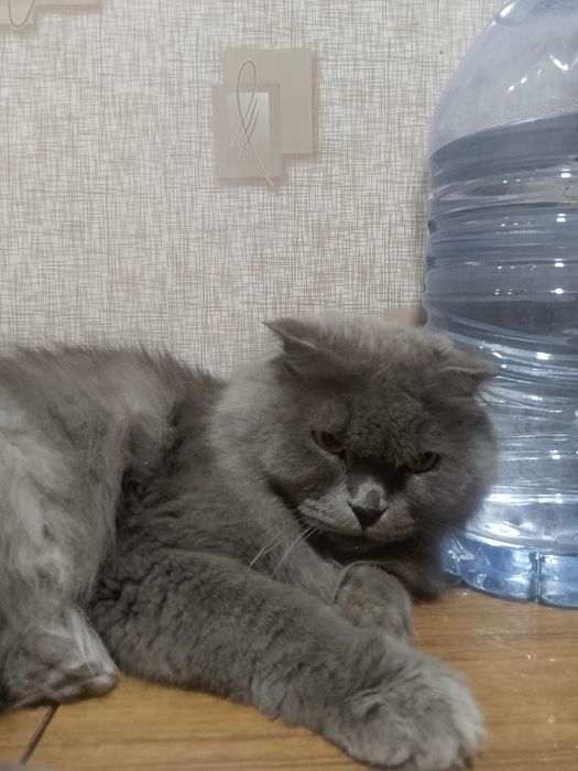 Британский скотиш