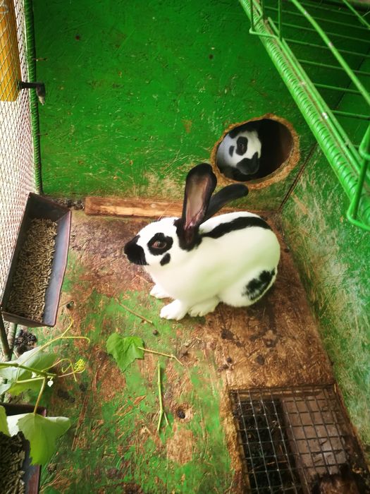 Vand iepuri californieni si fluture