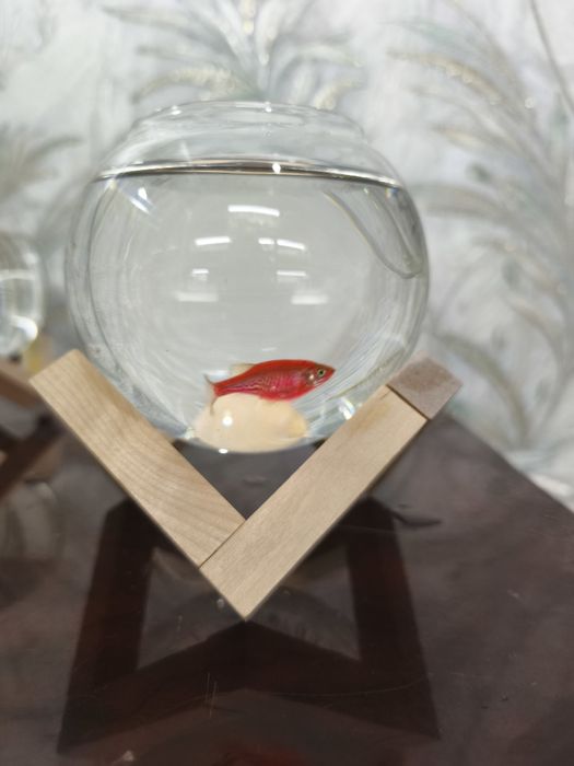 Akvariyum baliklari bilan