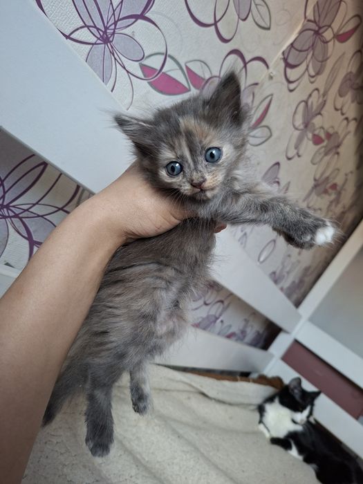 Отдам котят бесплатно