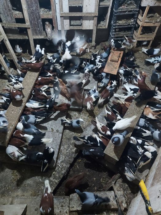 Porumbei Jucatori de Galati