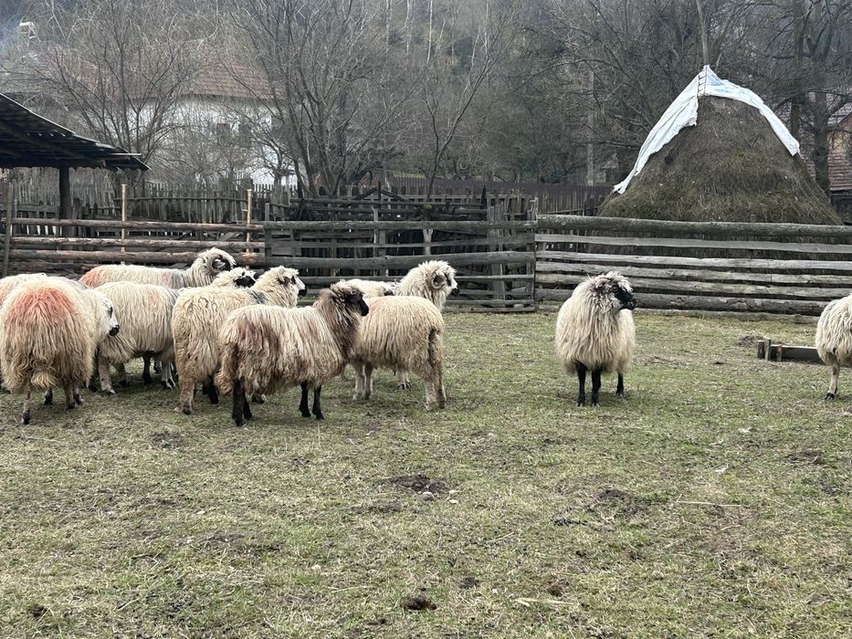 Vand oi turcane de munte