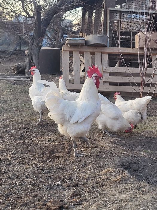 Бресс гальские цыплята продаются.