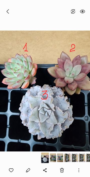 Суккуленты комнатные