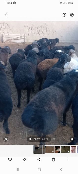 Quziqo‘chqorlar sotiladi 30ta semiz qo‘chqorlar narxi 4mln 600 kami bo