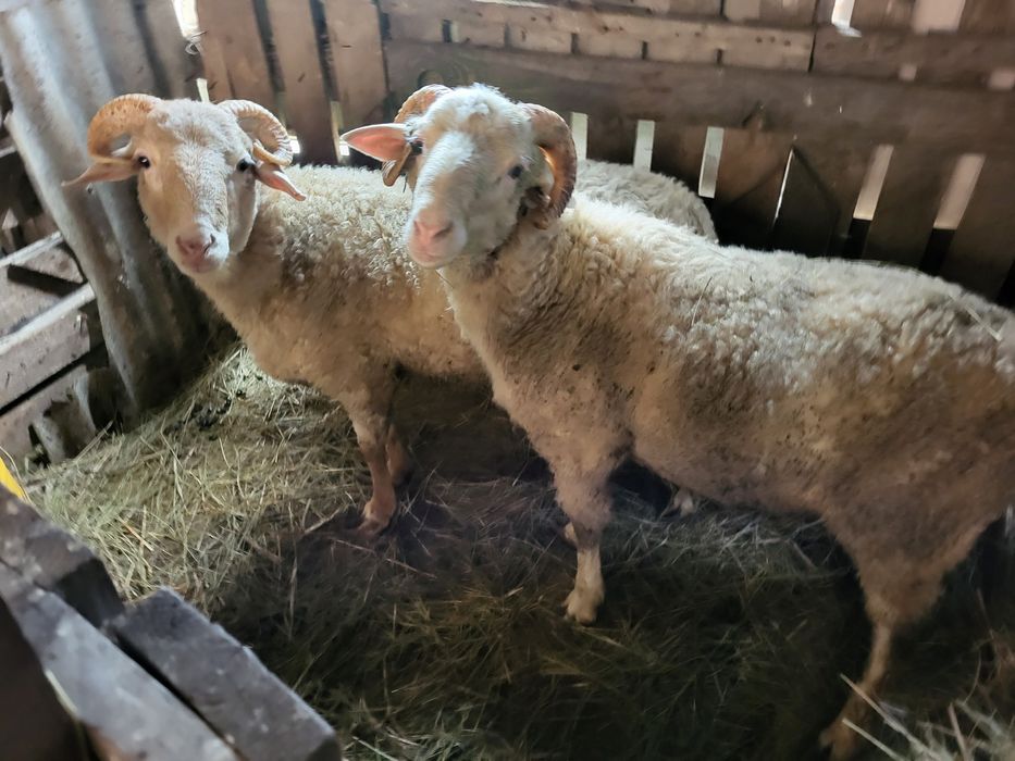 Екі қой сатам . Продам 2 барана