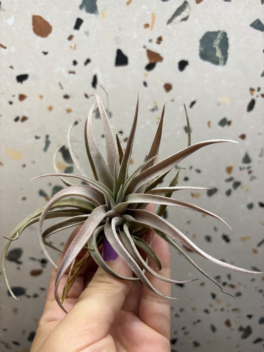 Plante aeriene de vanzare