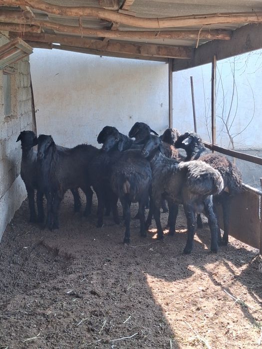 Қошқар кг 4000тнг