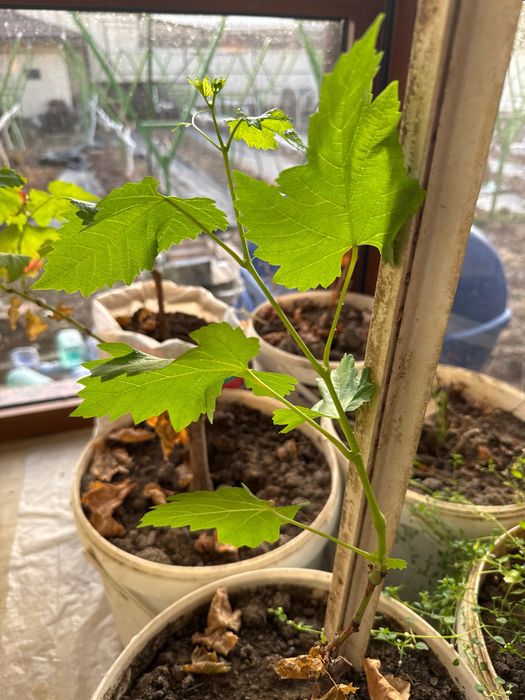 Аватар, рататуй, ламборджини узум  каламчалари ва кучатлари