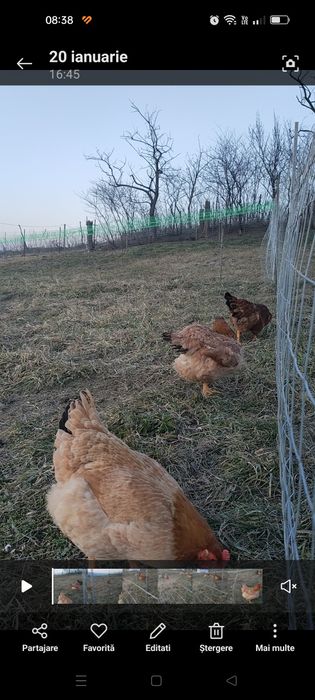 Ouă de țară pentru consum