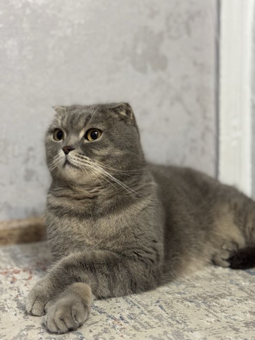 Отдам даром кота