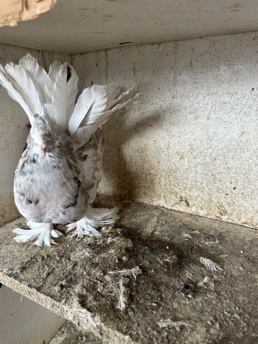 Disponibila pereche voltati indieni almond