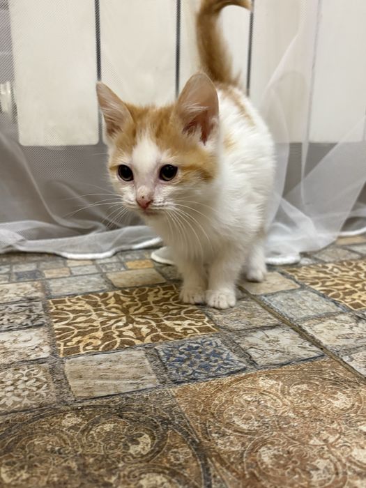 Отдам котят в добрые руки