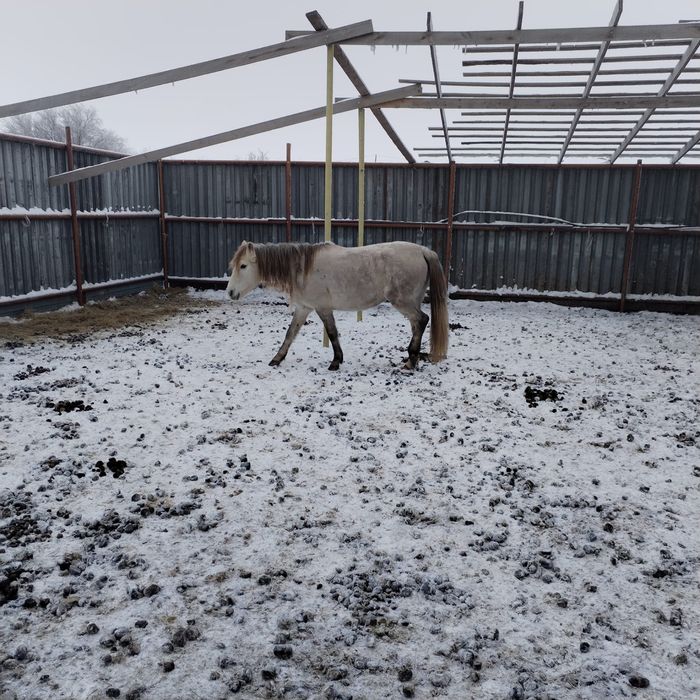 Екі бие сатылады