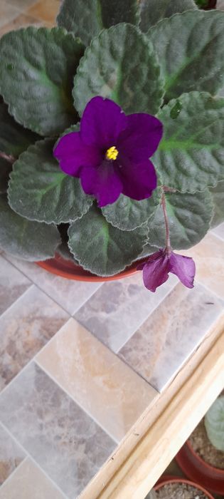 Продаются фиалки.