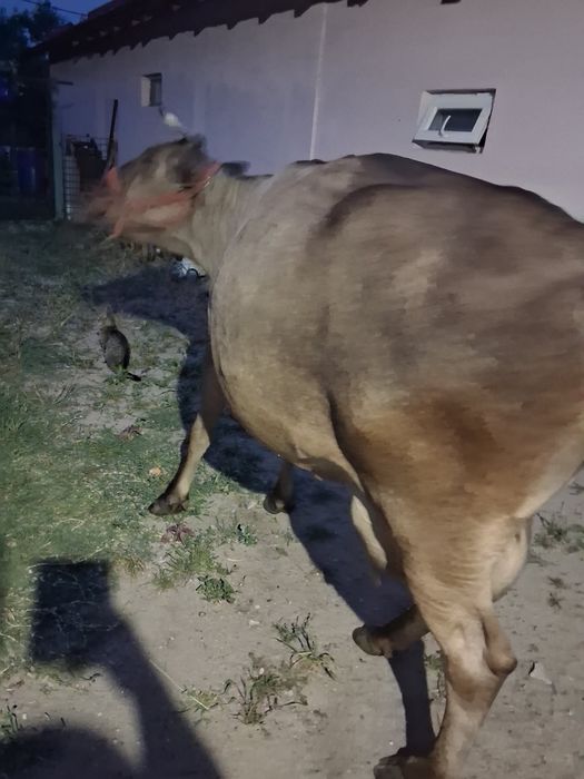 Vand vaca bruna are lapte foarte bun pentru mai multe detali contactatima la numaru de telefon 0728716164