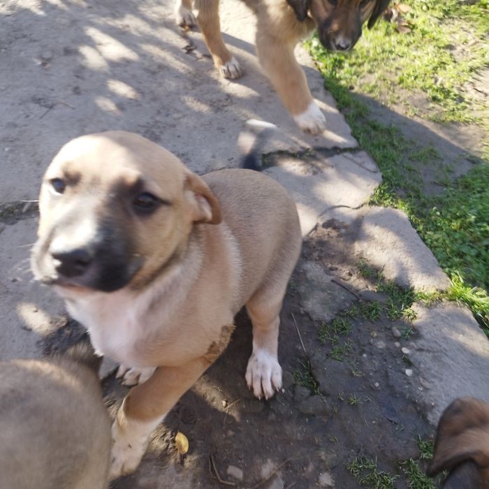 Подаряват се малки кученца!