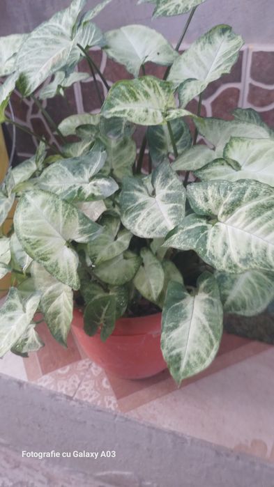 Schefflera arboricola sau arborele umbrela