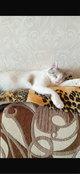 2 милейшие кошечки-сестренки