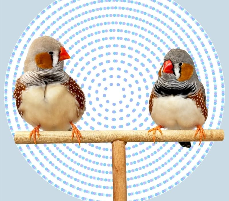 Попугай  разные .