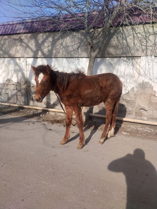 Тойлар сотиладии