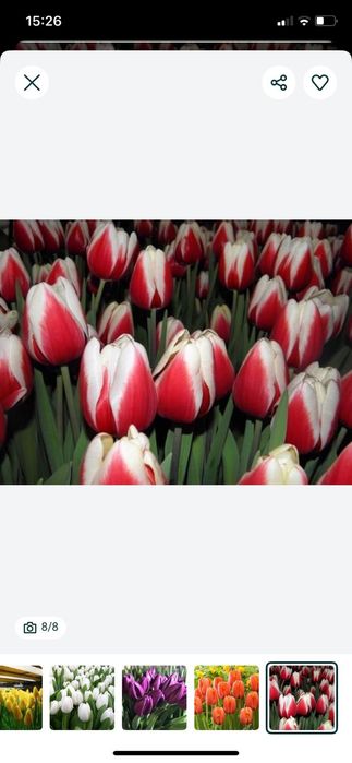 Голландские тюльпаны оптом и в розницу.