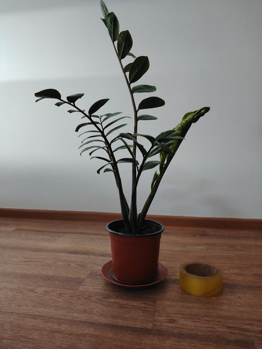 Продам долларовое дерево