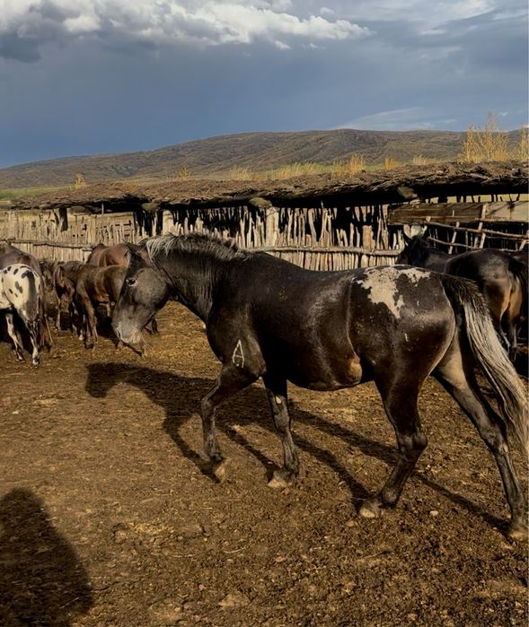 Жабагы шубар сатылады еркек