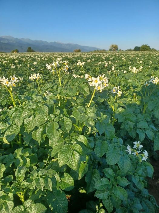 Cartofi de samanta din elita si prima inmultire soi arizona