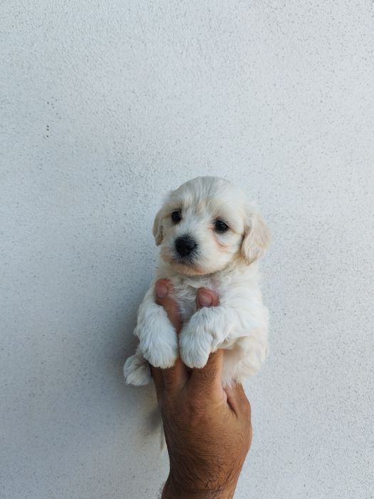 Fetița bichon maltez mini toy