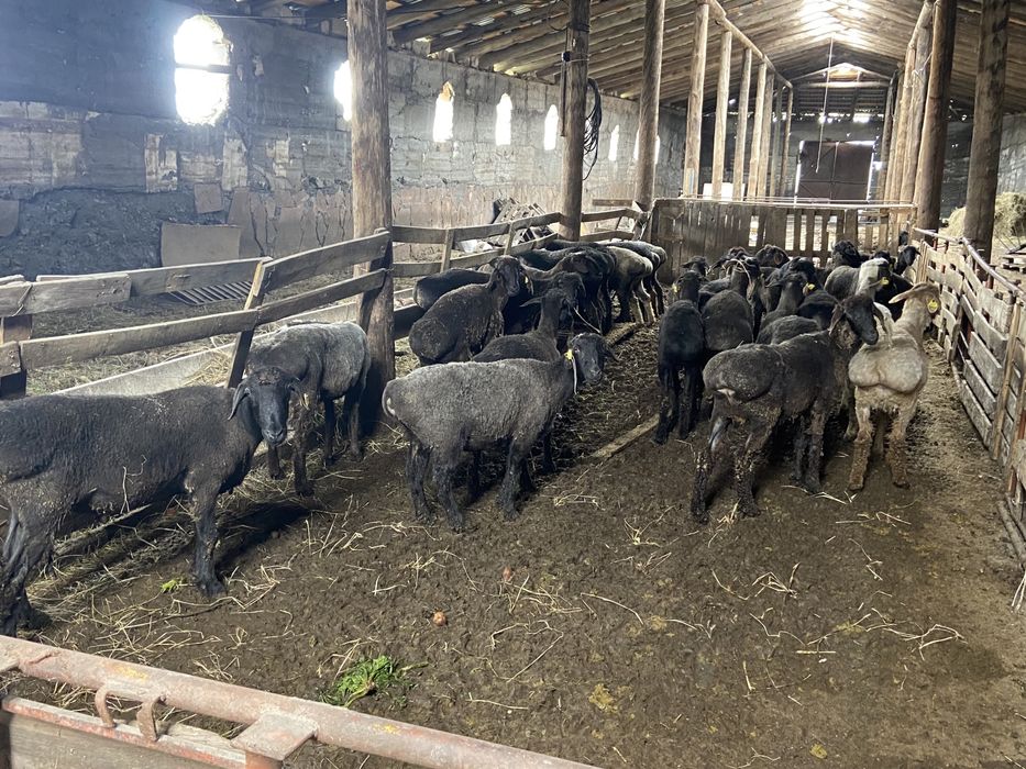 Баран,Қойлар откорм семіз!!!