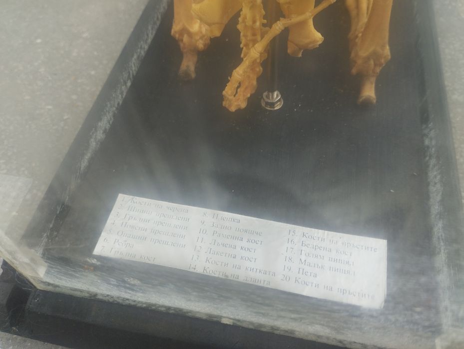 Соц Скелет на заек