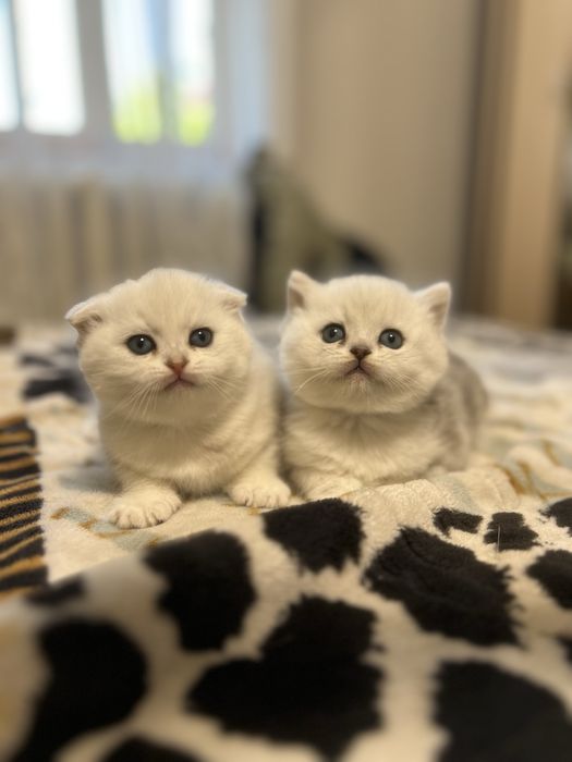 Британский серебристый шиншилла