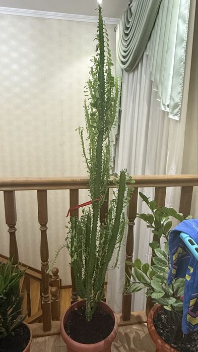 Срочно продам комнатные растения!