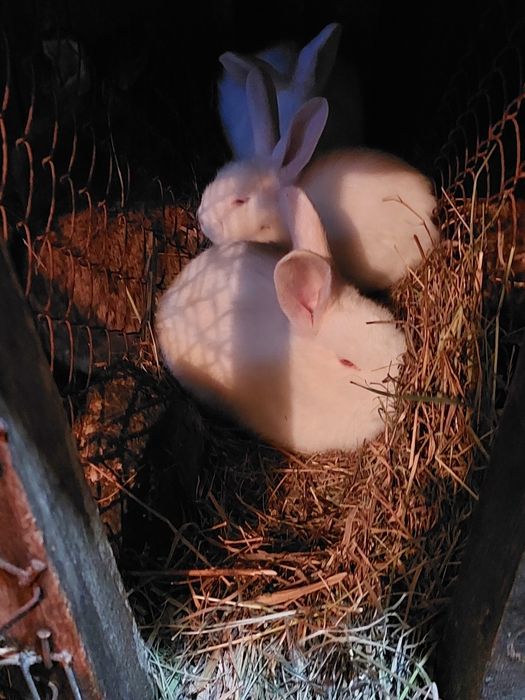 Кролики белый великан 1.5 мес