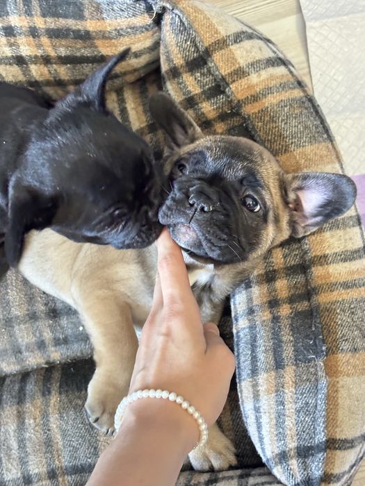 французский бульдог