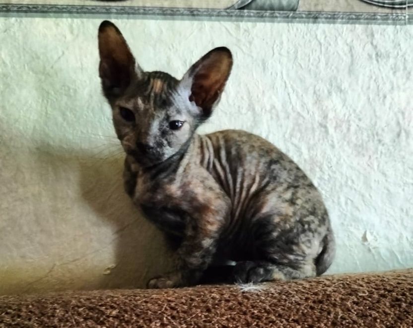 Продам котят Донского Сфинкса, Браш.