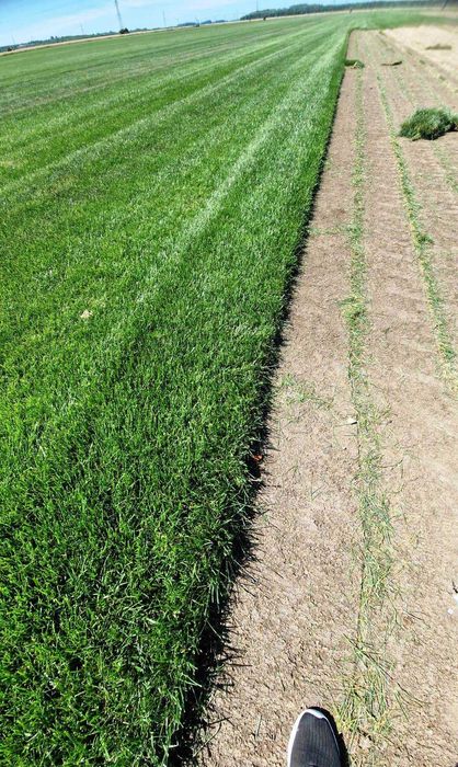 Gazon Rulou Premium  - 30 lei/MP Transport Gratuit