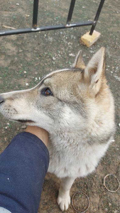 Сибирское Лайка 100%