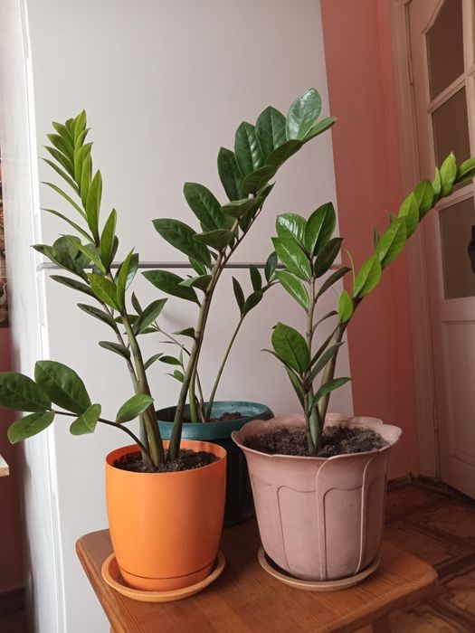 Продам замиакулькас-долларовое дерево