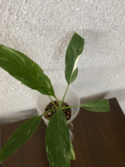 Растения комнатные