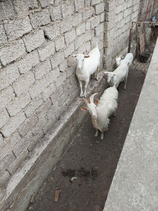 Уйда бокилган серкала сотилади