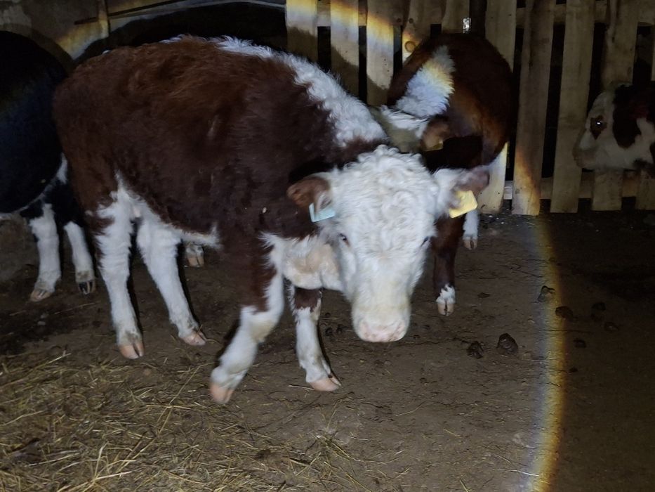 Продам крупно-рогатый скот